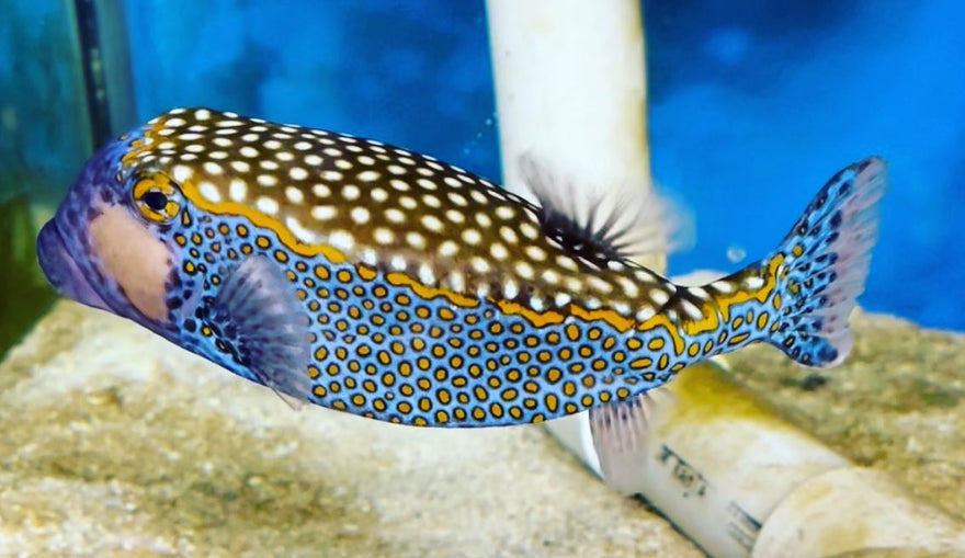 Male Blue Spotted Boxes in...