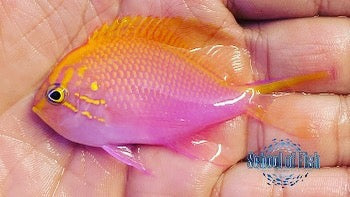 Sunburst Anthias in Stock...