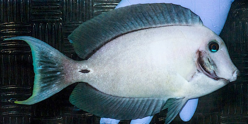Ultra Rare Tang Arrives