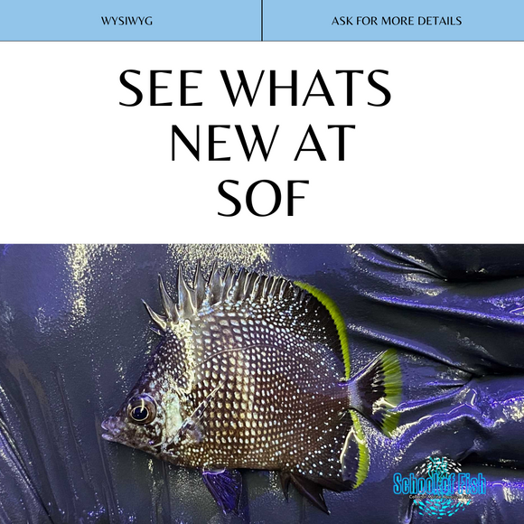 2 65b83668 5386 4e5a 8c75 929f127de5b3