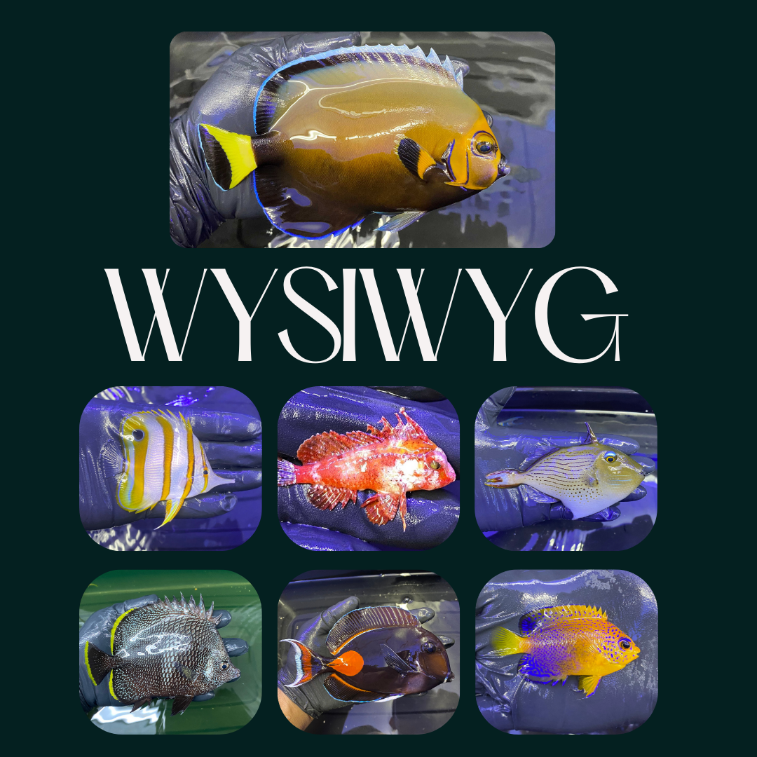 WYSIWYG Fish