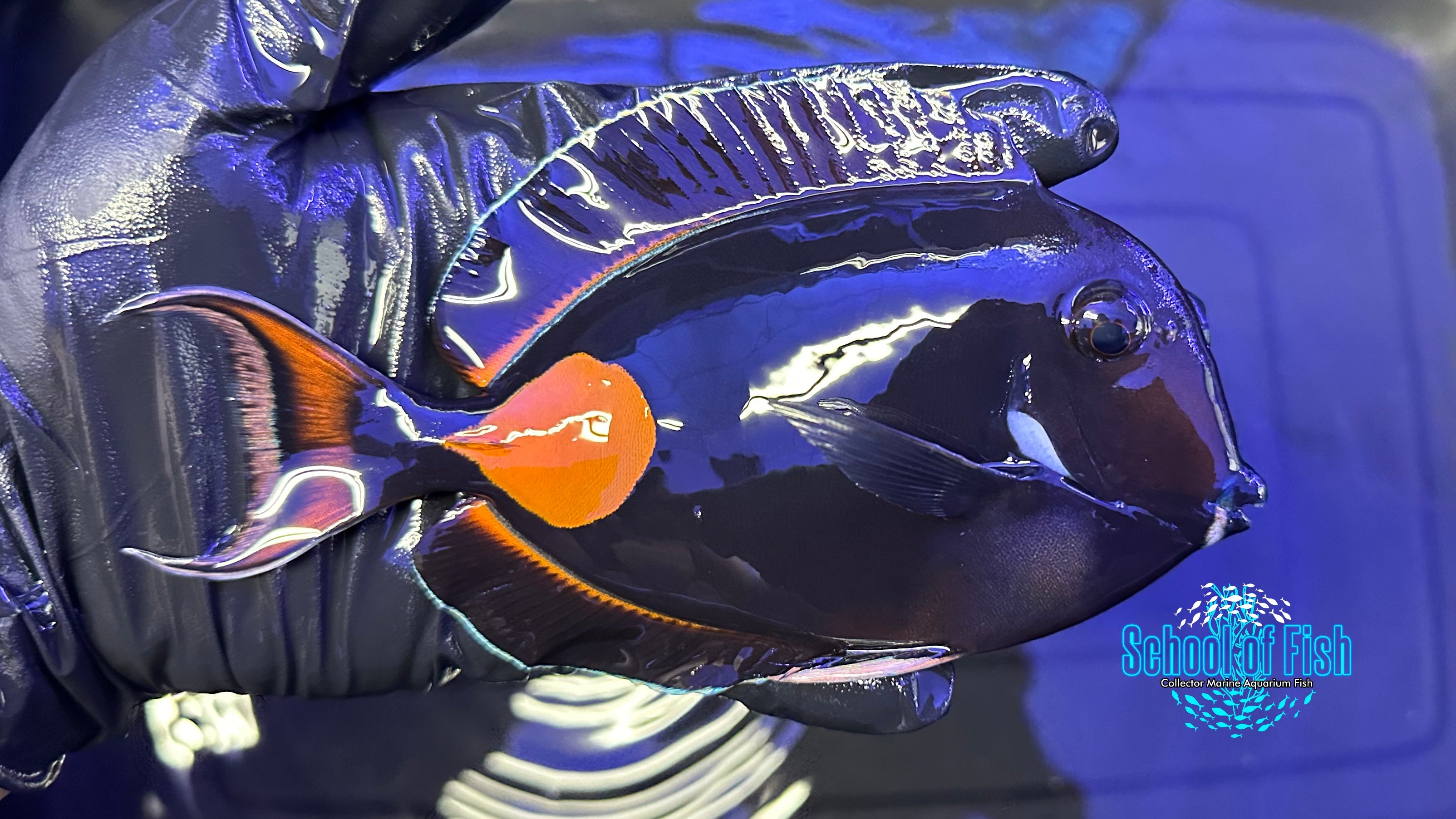 Achilles Tang AT2