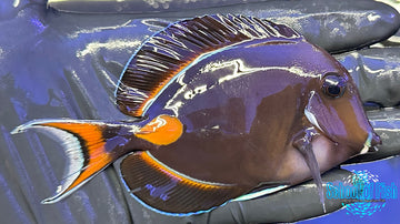 Achilles Tang Juvenile ATJ1