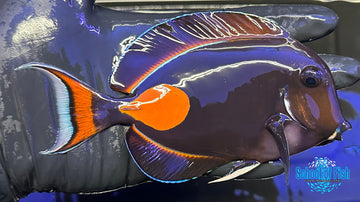 Achilles Tang AT1