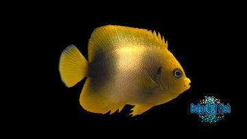 West African Angelfish WA1
