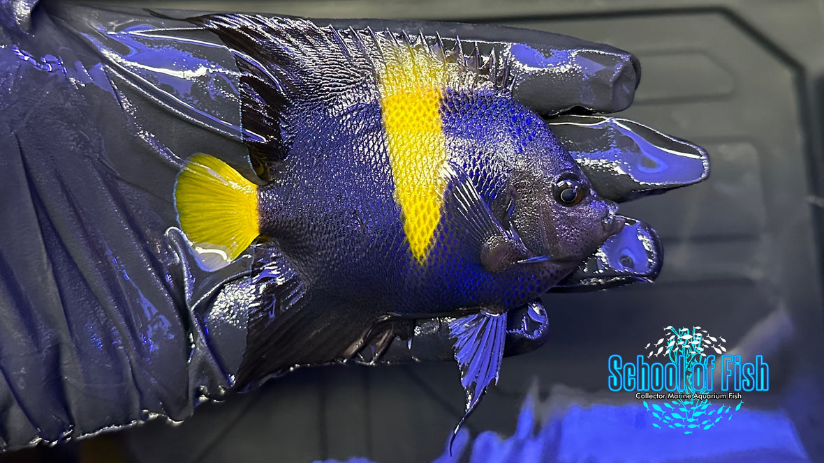 Asfur Angelfish AA1 | School of Fish Online Store