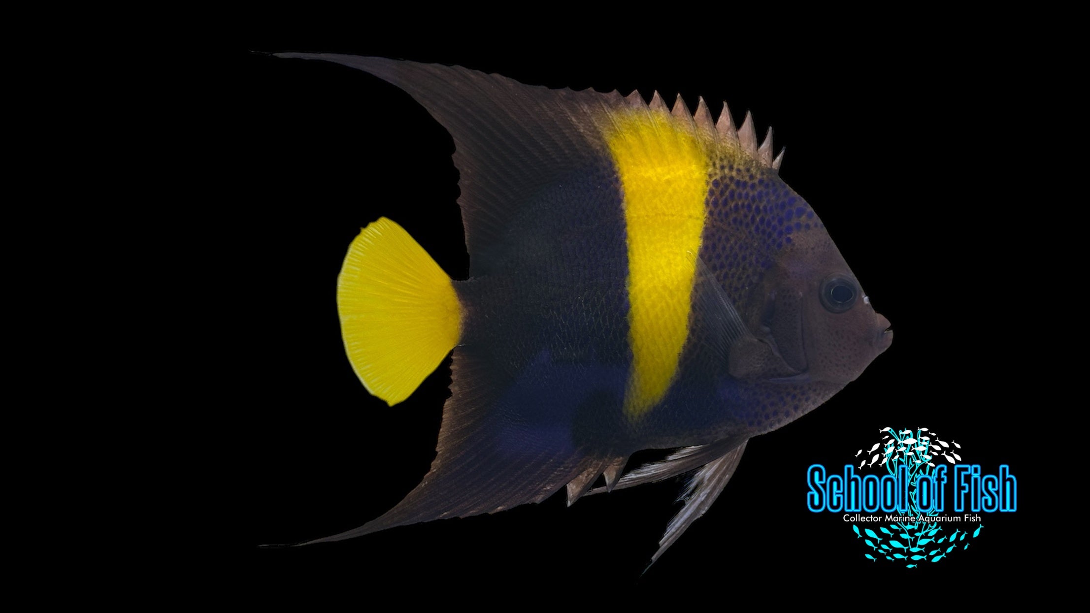 Asfur Angelfish 4"