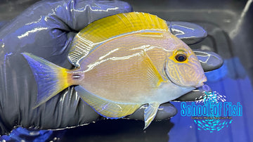 Aussie Dussumieri Tang ADT1