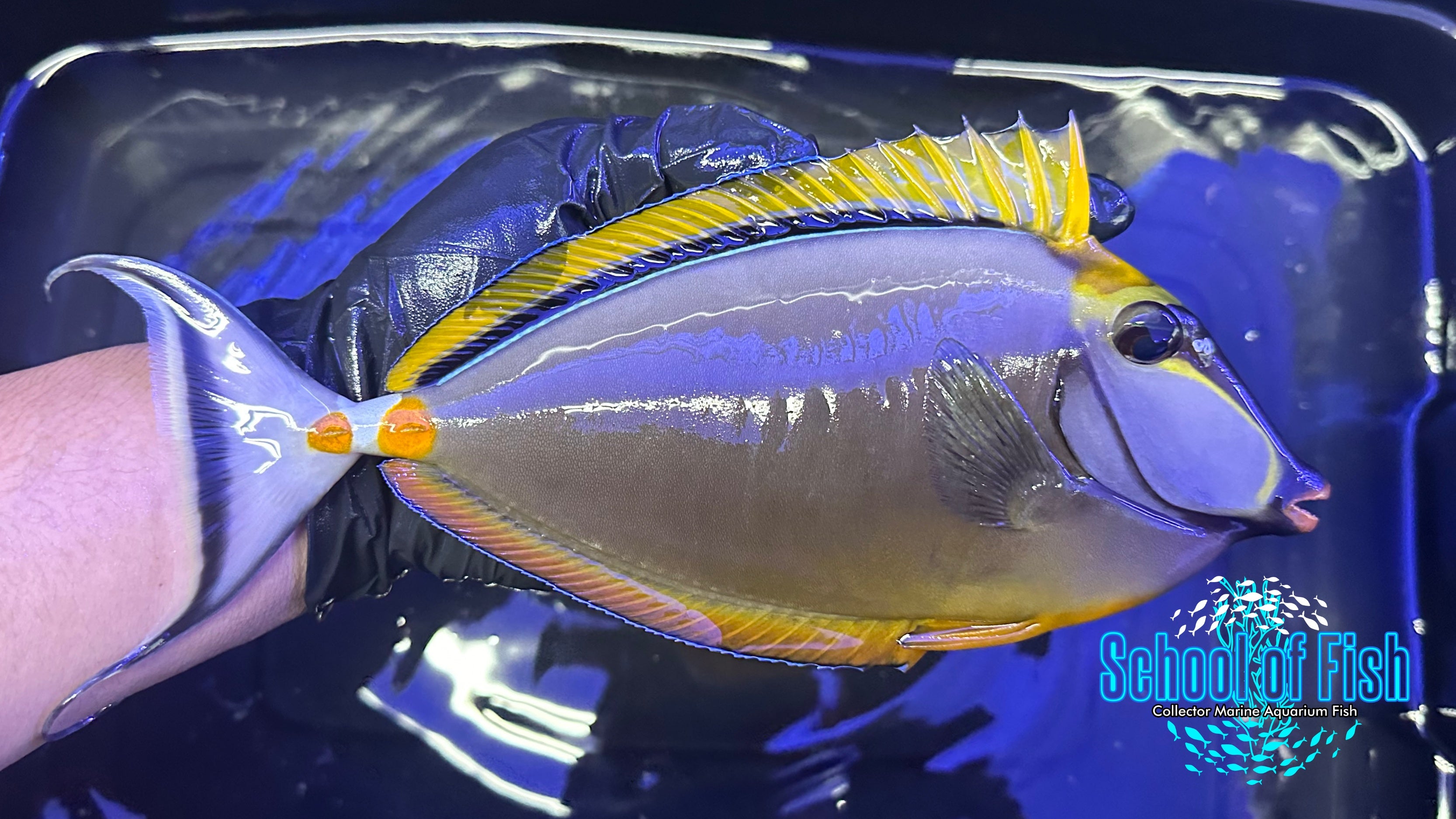 Blonde Naso Tang 8" BN2