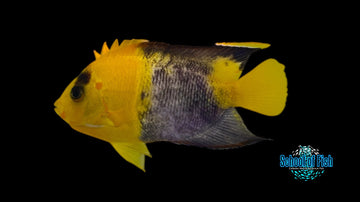 Aberrant Bicolor Angel - 0