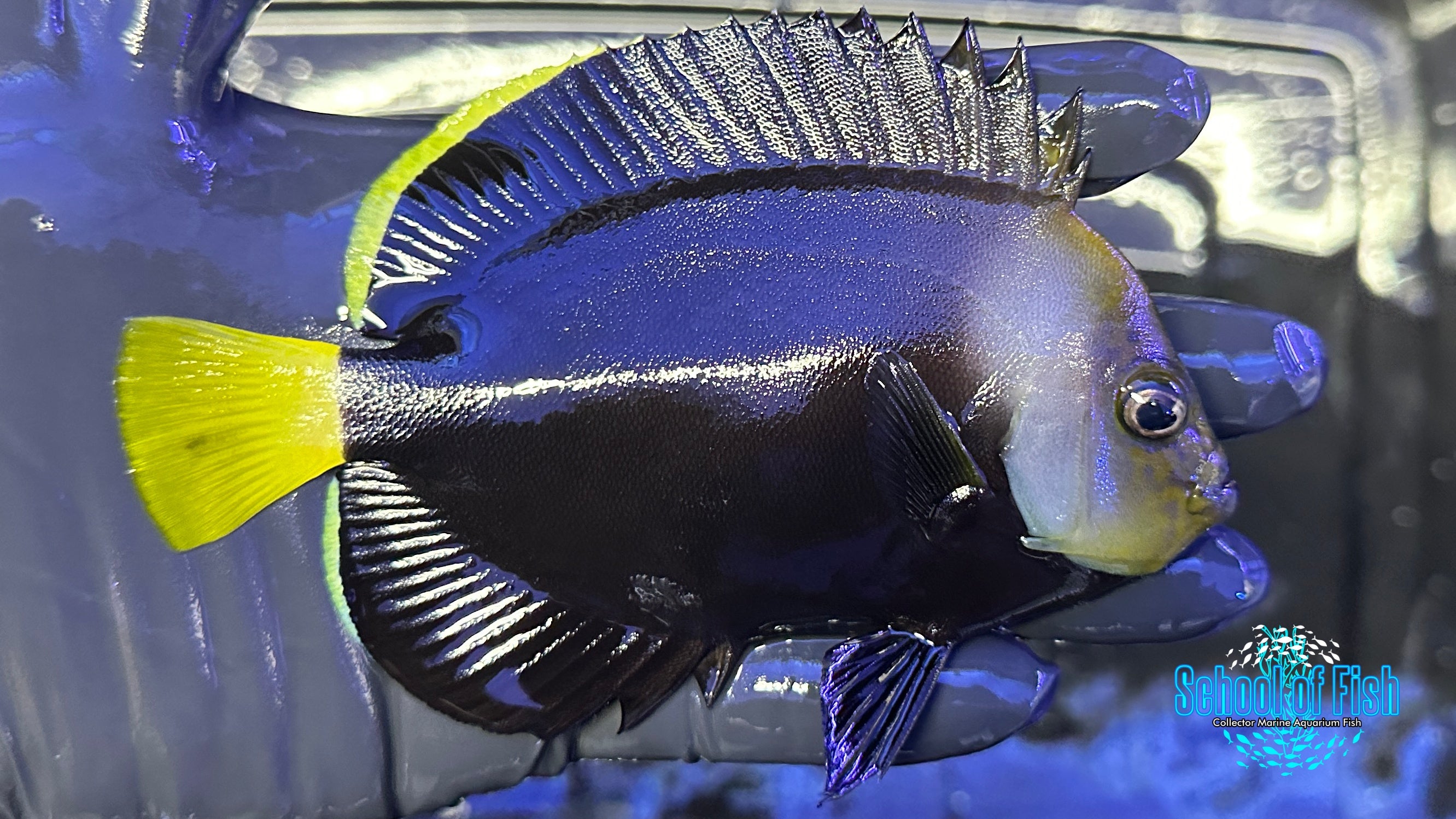 Black Phantom Angelfish WILD BPA2