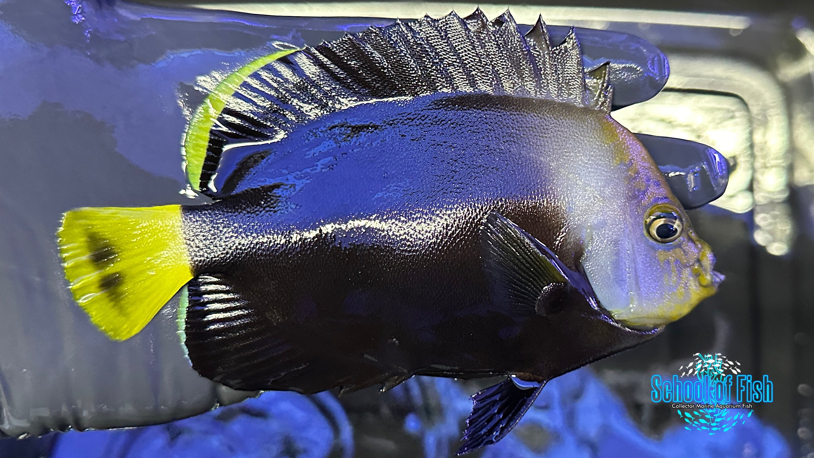 Black Phantom Angelfish WILD BPA1
