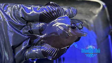 Black Tang BT2 2.75"