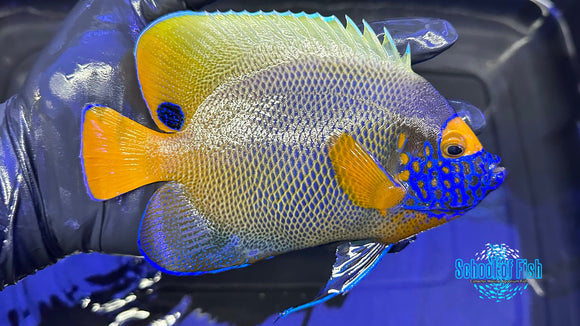Blue Face Angelfish Adult BFA1