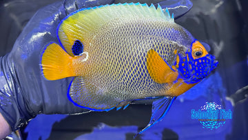 Blue Face Angelfish Adult BFA2