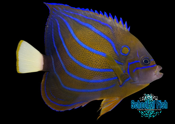 Blue Ring Angelfish BA1