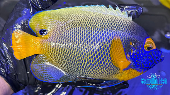Blueface Angelfish XL #265