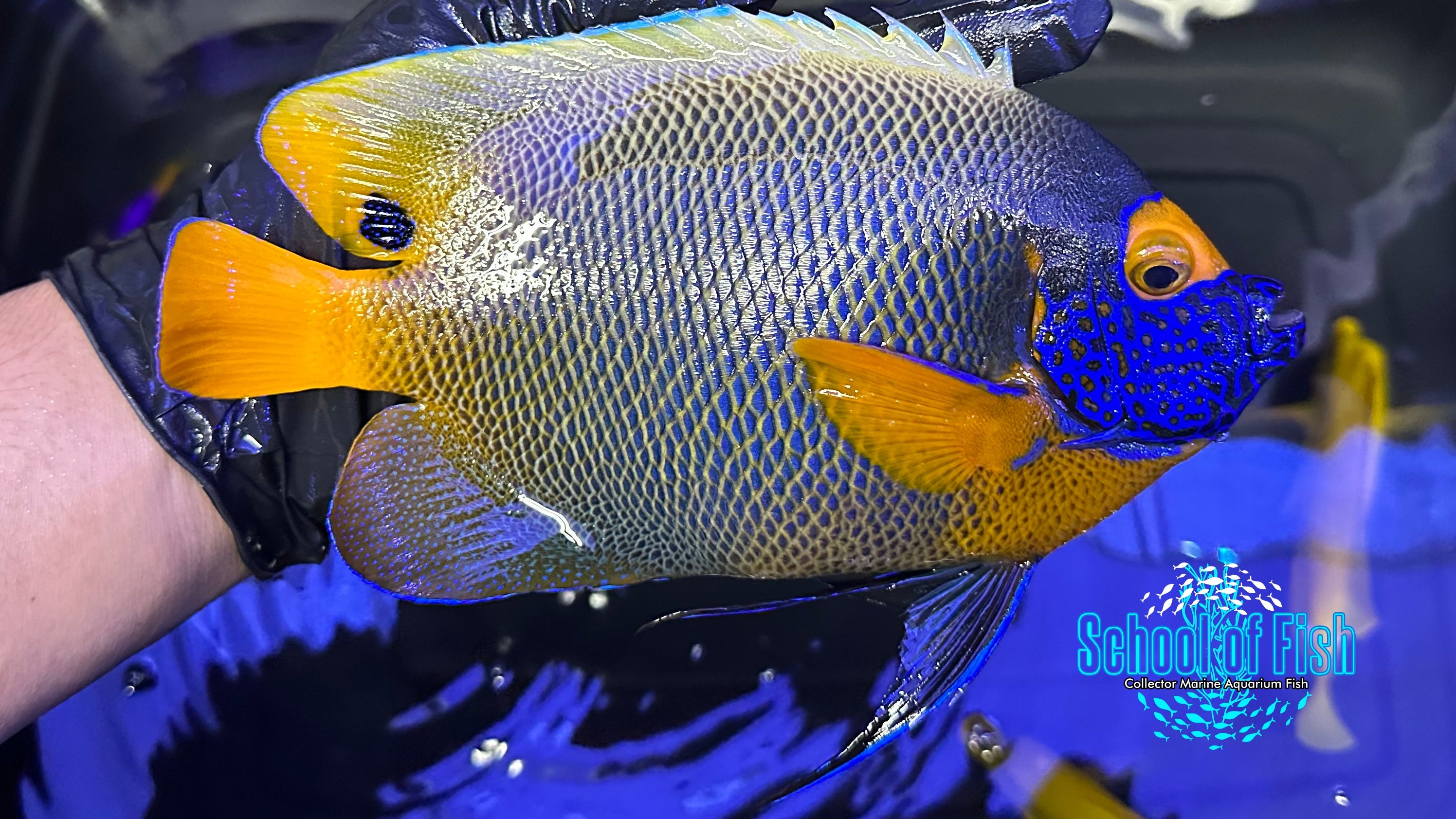 Blueface Angelfish XL #9