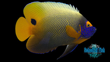 Blueface Angelfish BA 6"