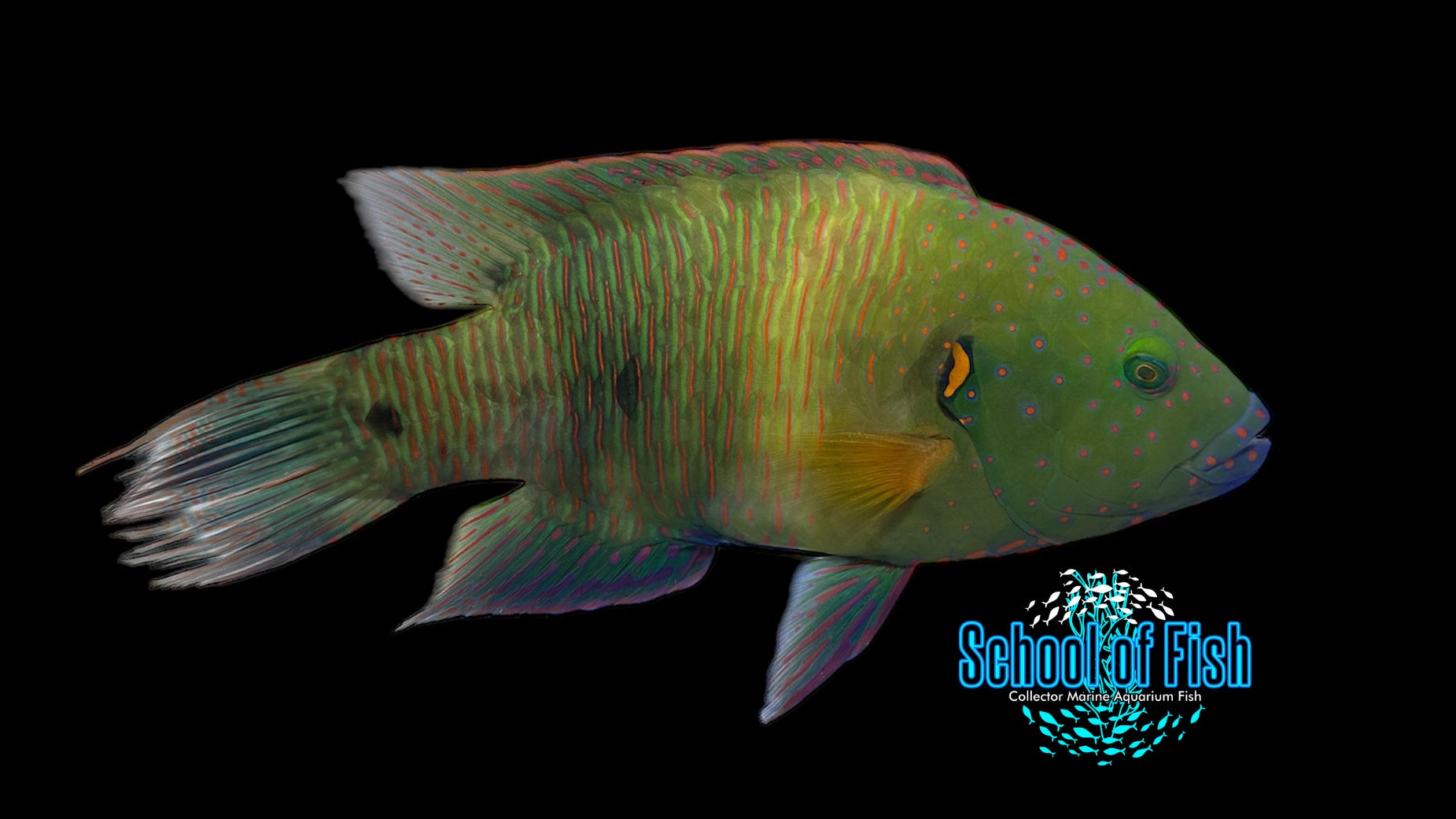 Red Sea Broomtail Wrasse Male 8"