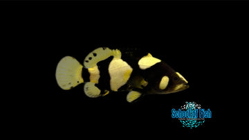 Bumble Bee Grouper BG1