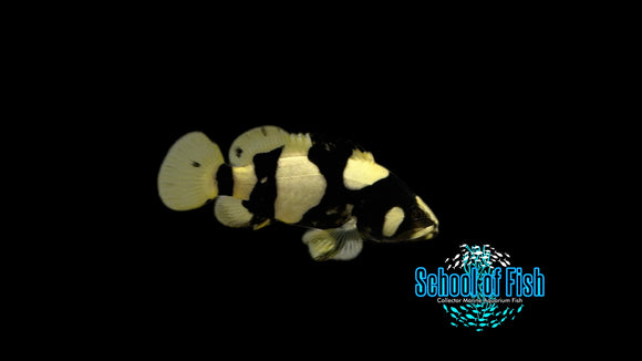 Bumble Bee Grouper BG2