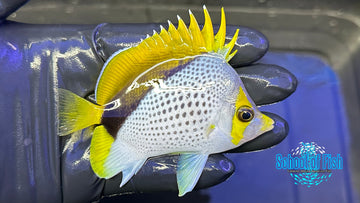 Declivis Butterflyfish DB1