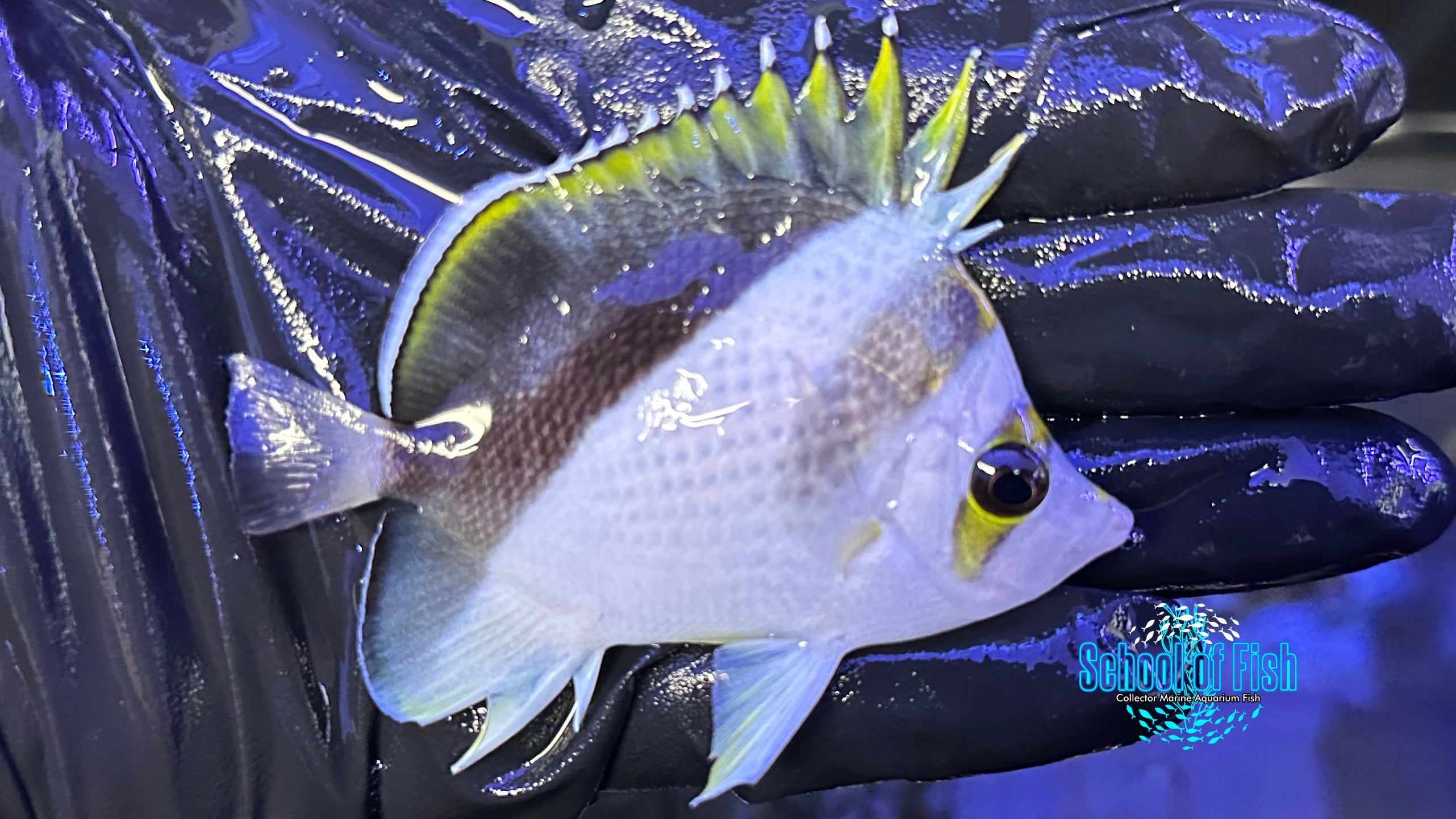 Tinkerii Butterflyfish Hybrid TBH1 | School of Fish Online Store