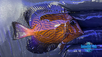 Chevron Tang Juv CTJ1