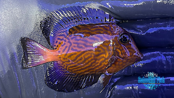 Chevron Tang Juv CTJ1