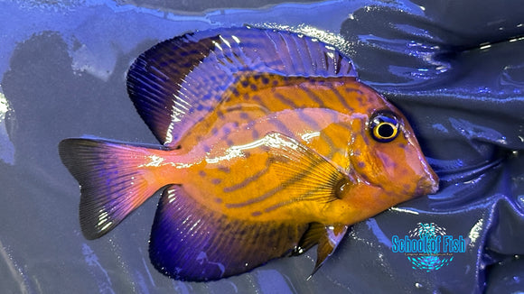 Chevron Tang Juvenile CTJ9