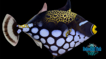 Clown Triggerfish 8"