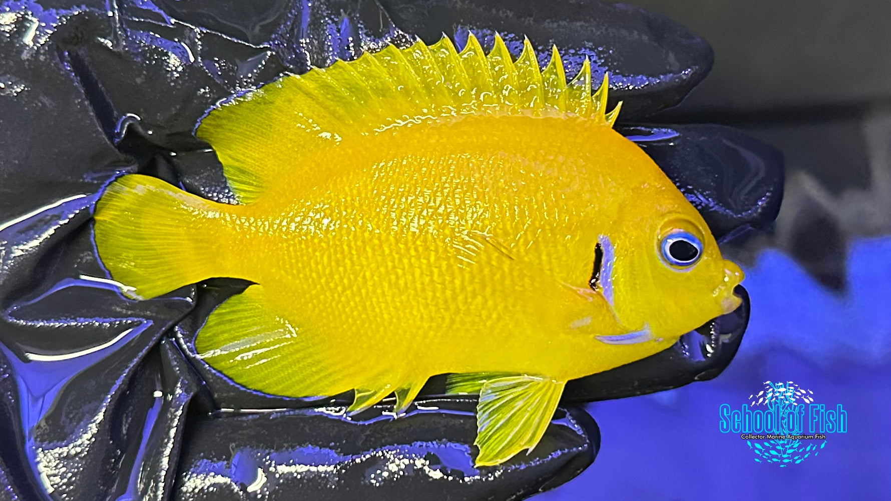 Cocopeel Dwarf Angelfish 2.5"