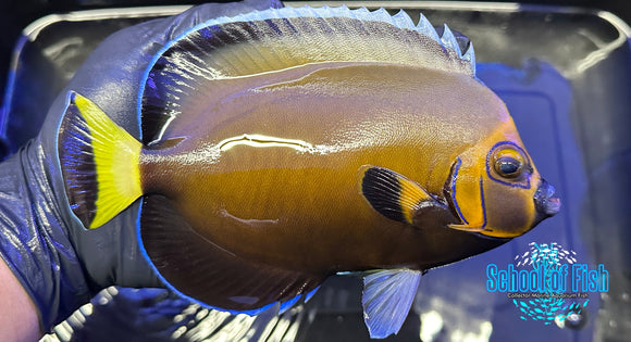 Conspicuous Angelfish WILD 6" CAW13