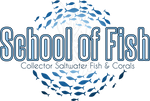 Interuptus Dwarf Angelfish | School of Fish Online Store