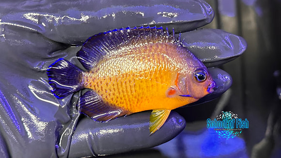 Coral Beauty Lautoka Orange CBA1