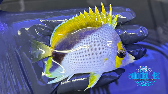 Declivis Marquesas Butterflyfish DB1