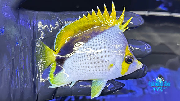 Declivis Marquesas Butterflyfish DB2