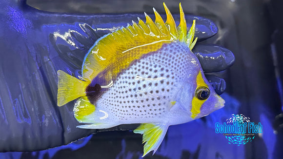 Declivis Marquesas Butterflyfish DB3