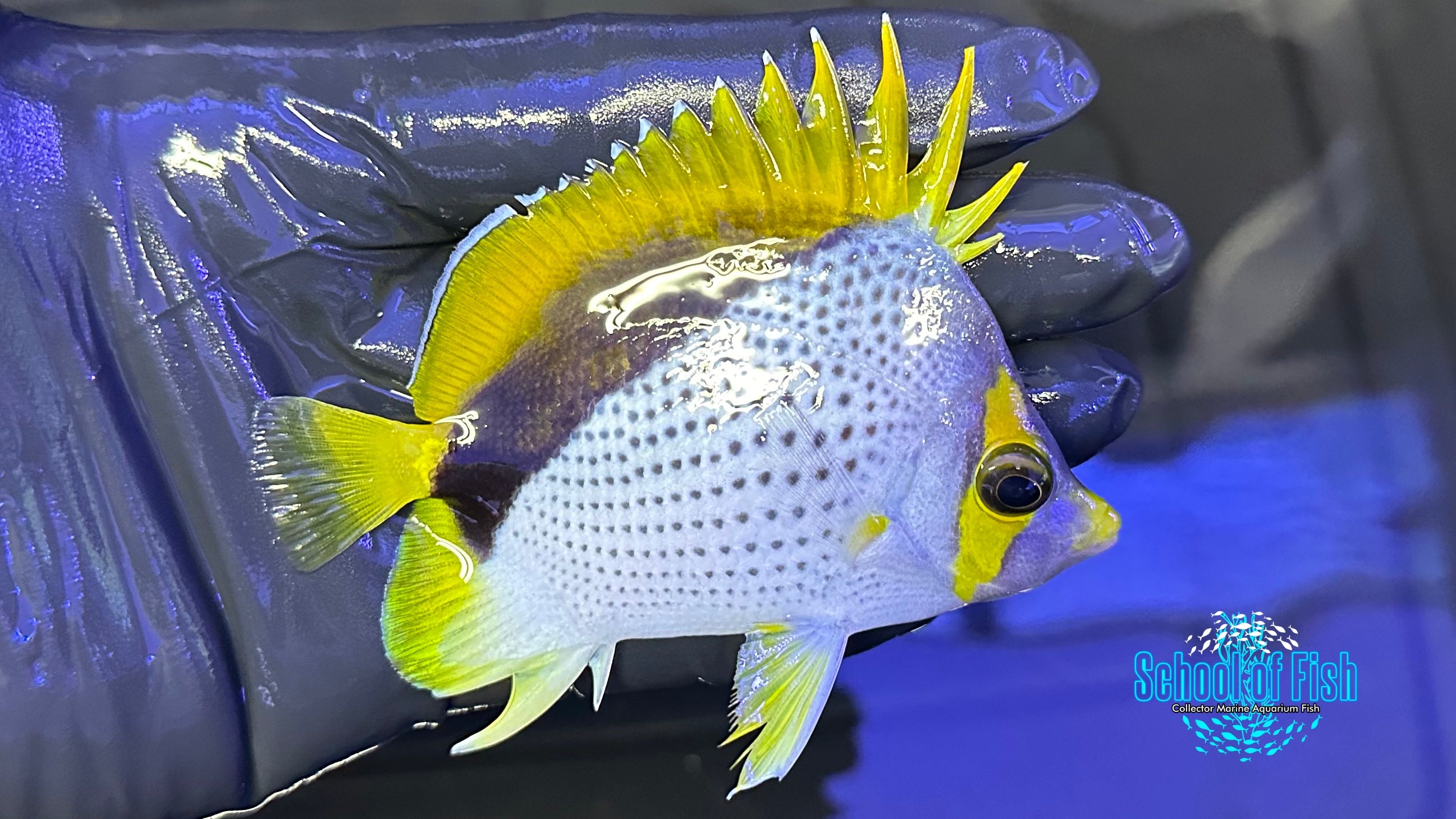 Declivis Marquesas Butterflyfish DB4 | School of Fish Online Store