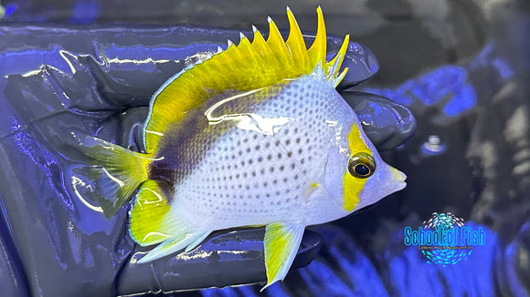 Declivis Marquesas Butterflyfish DB6