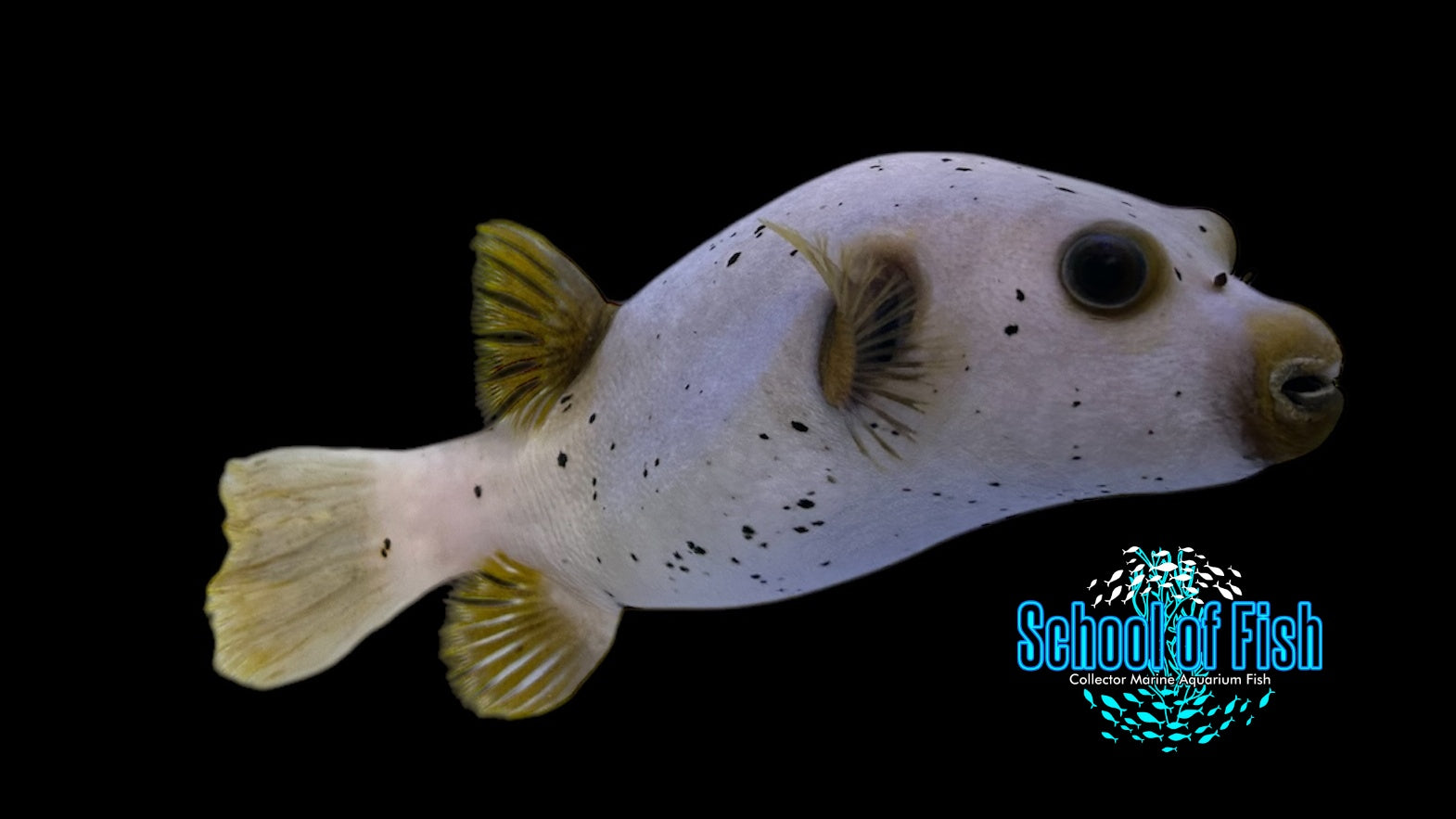 Dogface Puffer 6"