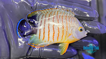 Eibli Angelfish EA1