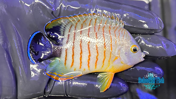Eibli Angelfish EA1
