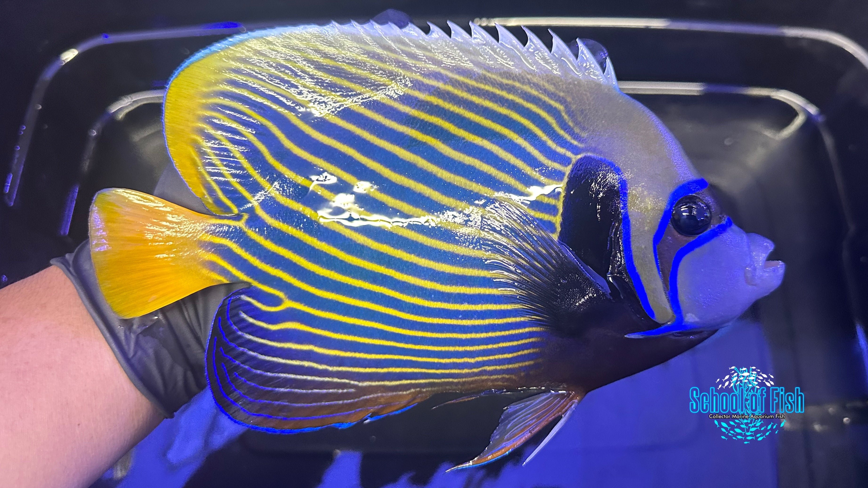 Emperor Angelfish Adult Orange Tail EAO1 | School of Fish Online Store