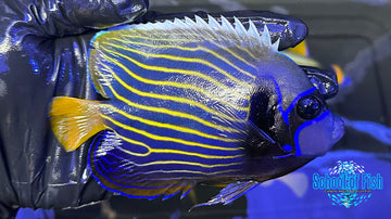Emperor Angelfish Adult Orange Tail 4" #265