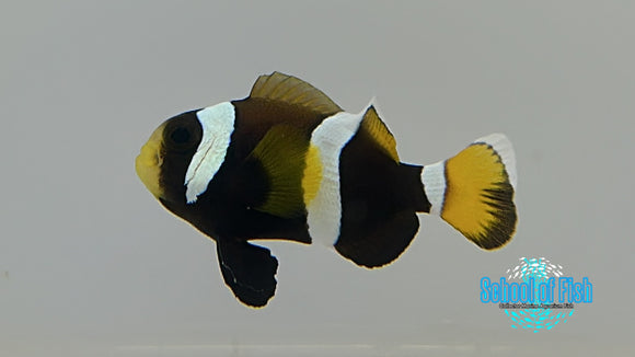 Wideband Clownfish Bonded Pair Captive Bred LCP1