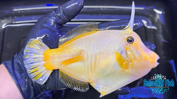 Aberrant Broom Filefish ABF1