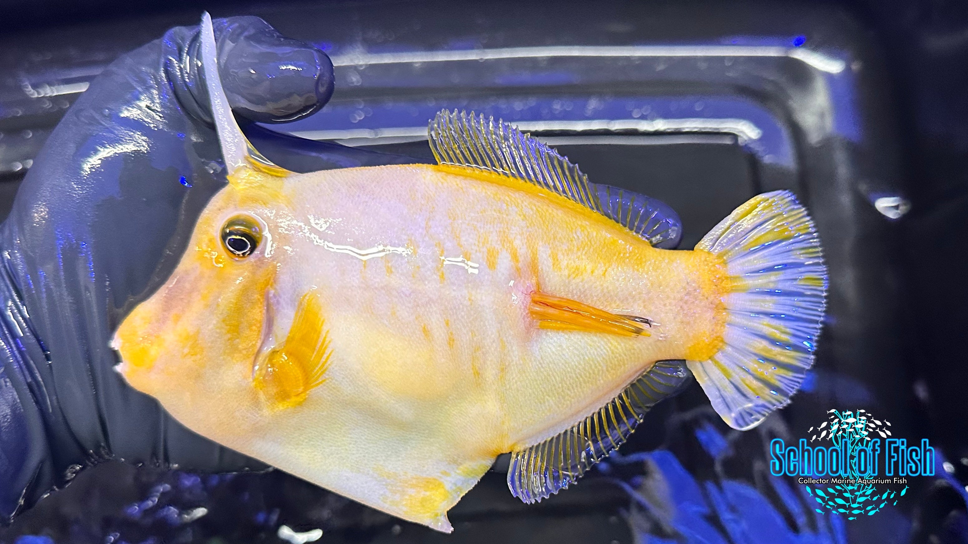 WYSIWYG Fish | School of Fish Online Store