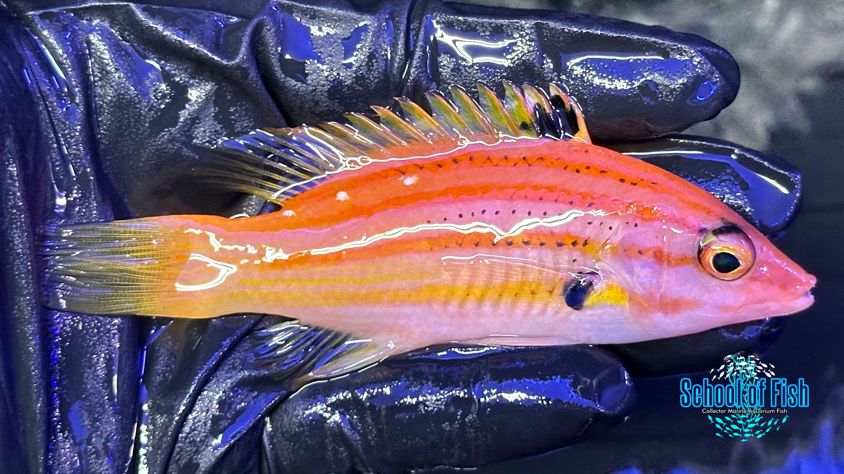 Five Stripe Hogfish FSH1